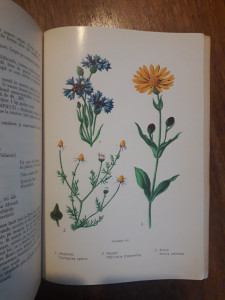 Plante medicinale din flora spontana / R3P1F | Okazii.ro