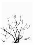 Tablou Canvas, "Pasărea singuratică &icirc;n zare albă", Ramură, Siluetă, Pasăre, Cer, Contrast, Natură, Minimalism, Linie., 26 x 39 cm, CMCLASS