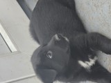 Metis Ciobănesc german negru, [en.casa]