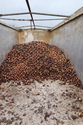 Donație sfeclă roșie și ceapă ~4 tone Gratuit foto