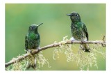 Tablou Canvas, "Colibri pe creanga acoperită de mușchi", Păsări, Colibri, Verde, Ramură, Natură, Penaj, Delicateţe., 39 x 26 cm, CMCLASS