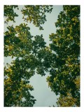 Tablou Canvas, "Privind cerul prin frunziș verde", Frunziș, Cer, Verde, Natura, Copaci, Lumină, Perspectivă, Relaxare, Armonie, Vitalitate, 26 x 39 cm