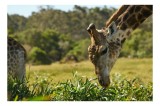 Tablou Canvas, "Girafa &icirc;n habitatul natural african", Giraffe, Pasture, Browsing, Sunlit, Graceful, Nature, Tranquil, 39 x 26 cm, CMCLASS