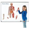 Macheta Corp Uman Magnetic Learning Resources, 90cm, 17 Piese, Joc Educativ Stiinte, +5 Ani