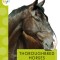 Thoroughbred Horses