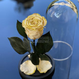 Cumpara ieftin Trandafir Criogenat crem cu sclipici &Oslash;6,5cm in cupola 10x20cm