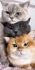Husa Personalizata HUAWEI P40 Pro Lazy Cats