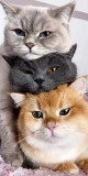Husa Personalizata ALLVIEW X4 Soul Style Lazy Cats