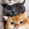 Husa Personalizata SAMSUNG Galaxy Grand Prime Lazy Cats