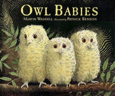 Owl Babies foto