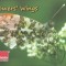 Romania, LP 2100/2016, Aripile florilor, c.p.i. maxime in etui