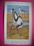 HOPCT 6308 CIOC INTORS-RECURVIROSTRA AVOSETTA AVOSETTA -PASARI DE APA -FAUNA EUROPA-CP CHROMO LITHO -MUZEUL REGAL STIINTE NATURALE BELGIA-NECIRCULATA, Printata