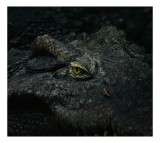 Tablou Canvas, "Privirea misteriosului protector al apelor", Crocodil, Privire, Textură, Solzi, Natură, Ochi, Amphibian, Intimidant, Piele, Camuflaj,