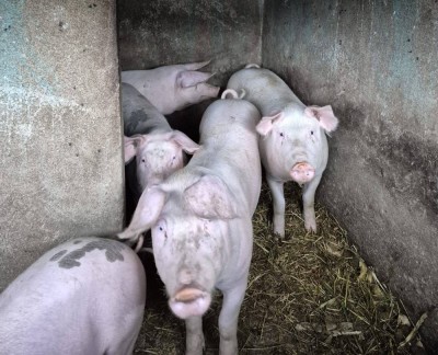 Purcei de vanzare foto