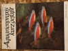 Aquarienpraxis kurz gefast - Hans Frey, 1979