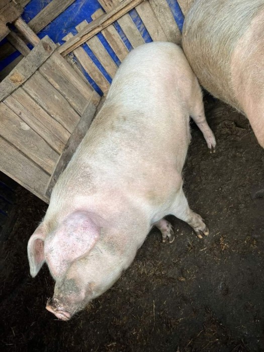 V&acirc;nd porc