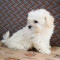 Vand Bichon Maltez