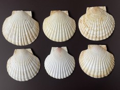 6 cochilii, scoici mari Saint Jacques pentru servit caviar sau fructe de mare