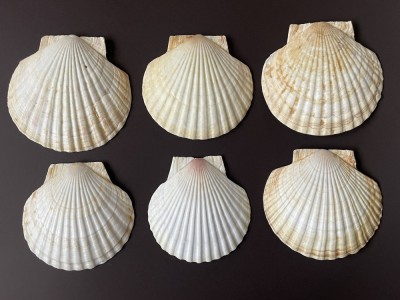 6 cochilii, scoici mari Saint Jacques pentru servit caviar sau fructe de mare foto