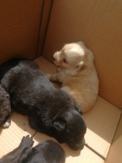 Donez catelusi foto