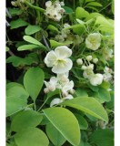 Planta Vița de ciocolată, Akebia quinata Alba P9, ghiveci 9cm