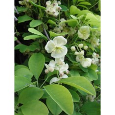 Planta Vița de ciocolată, Akebia quinata Alba P9, ghiveci 9cm