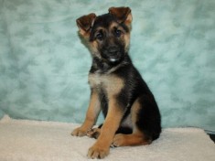 V&acirc;nd pui Ciobanesc german cu pedigree