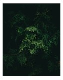 Tablou Canvas, "Frumusețea misterioasă a frunzelor de conifer", Verde, Frunze, &Icirc;ntuneric, Natură, Mister, Contrast, Liniște, 26 x 39 cm, CMCLASS