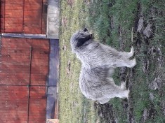 Ciobanesc mioritic foto