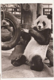 FA43-Carte Postala- GERMANIA - Panda Chi-Chi, necirculata 1966, Fotografie