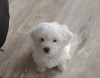 Bichon maltez