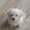 Bichon maltez