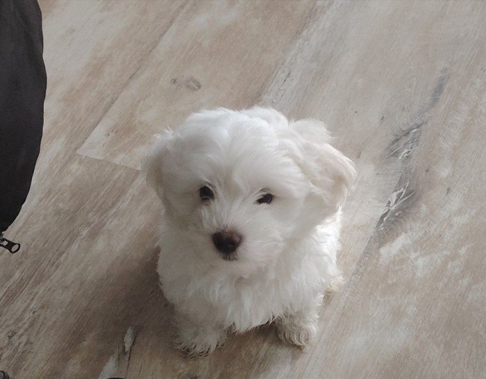 Bichon maltez