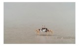 Tablou Canvas, "Mic explorator pe nisipul umed", Crab, Sand, Beach, Calm, Solitude, Reflection, Minimalism, Nature, Tranquility, Softness, 39 x 26 cm,