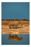 Tablou Canvas, "Rinocerul singuratic la apusul soarelui", Rhino, Reflecție, Apă, Teren, Cer, Solitar, Peisaj, Natural, Serenitate, Conservare, 26 x 39