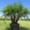 Palmier pitic PHOENIX ROEBELLiNII - 4 seminte pt semanat - ideal pt interior