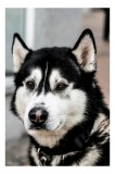 Tablou Canvas, "Husky atent privind &icirc;n zare", C&acirc;ine, Husky, Blană, Alb, Negru, Urechi, Curiozitate, Privire, Nas, Guler, 26 x 39 cm, CMCLASS