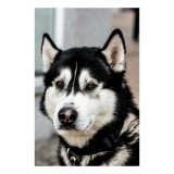Tablou Canvas, "Husky atent privind &icirc;n zare", C&acirc;ine, Husky, Blană, Alb, Negru, Urechi, Curiozitate, Privire, Nas, Guler, 26 x 39 cm, CMCLASS