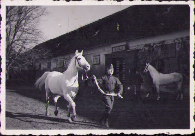 HST M399 Poză militari maghiari cu cai de rasă 1941 Babolna foto
