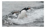Tablou Canvas, "Pinguin &icirc;not&acirc;nd printre valuri reci", Penguin, Water, Splashing, Motion, Ocean, Nature, Wildlife, 39 x 26 cm, CMCLASS