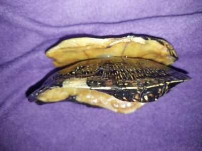 Carapace broasca testoasa,carapace Decor-Scrumiera-chei-bijuterii,FOSILA- RARA foto