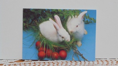 FELICITARE PASTI - IEPURASI CU OUA ROSII IN COSULET - COLECTIA MAMI, HIPPARION foto
