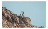 Tablou Canvas, "Capra de st&acirc;ncă &icirc;n zare senină", Desert, Capră, St&acirc;ncă, Cer, Sălbăticie, Natură, Solitudine, Linie, Orizont, Verticalitate, 39 x 26 cm