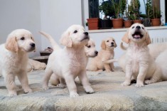 Pui Golden Retriever foto