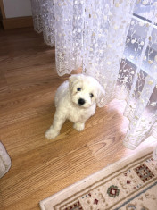 Bichon Maltez Toy foto