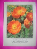 HOPCT 11463 MACI ROSII -CP FELICITARE FLORI- ROMANIA-NECIRCULATA