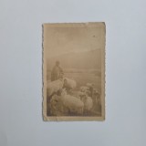 Fotografie: Cioban cu turma de oi (pastor), Fotograf anonim, Transilvania, Romania, Europa, ca. 1910