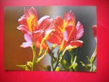 HOPCT 25191 - CP FLORI - - NECIRCULATA