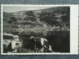 84 - Lacul Zanoaga Muntii Retezat / peisaj montan cu vacute / cp interbelica