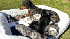 Teckel Arlequin / Arlechin foto